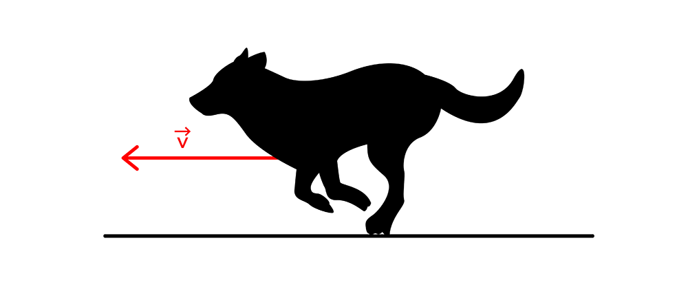 Schemat przedstawiający prędkość psa, który biegnie ze stałą szybkością