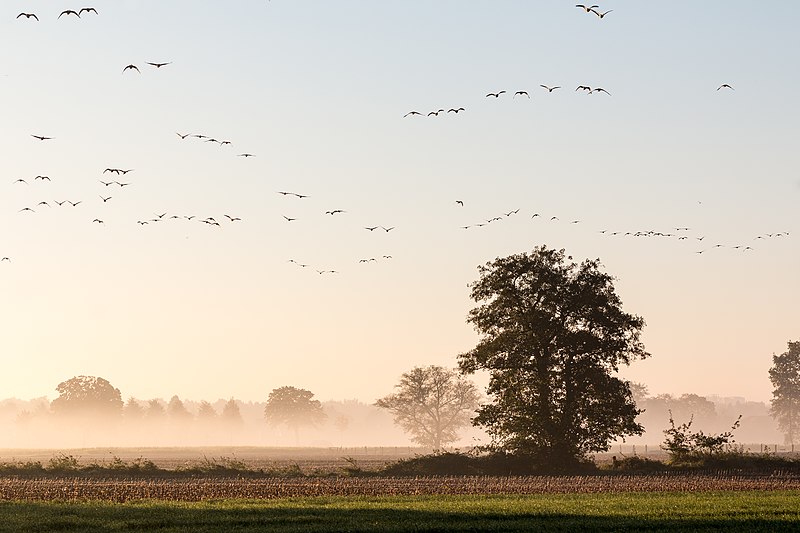 Zdjęcie przedstawiające krajobraz nizinny - pola uprawne spowite mgłą, drzewa i latające ptaki